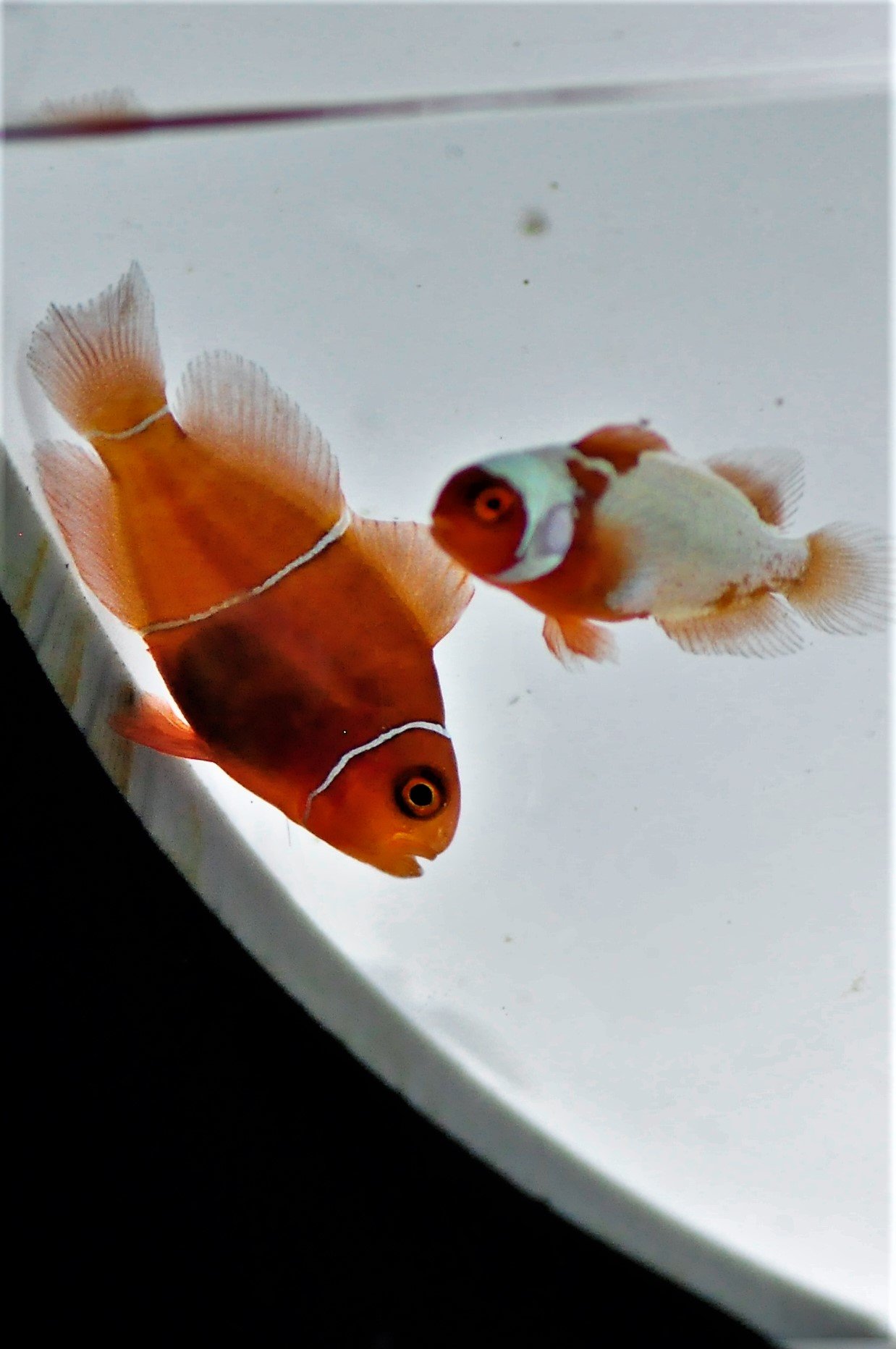 maroon clown fish