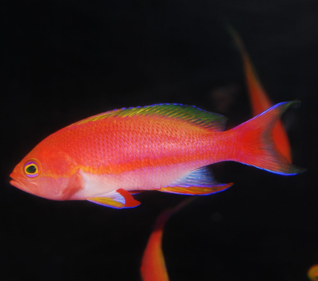 Resplendent Anthias