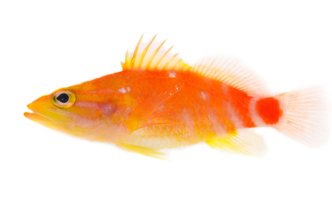 Four Incredible New Reef Fishes Found At Easter Island