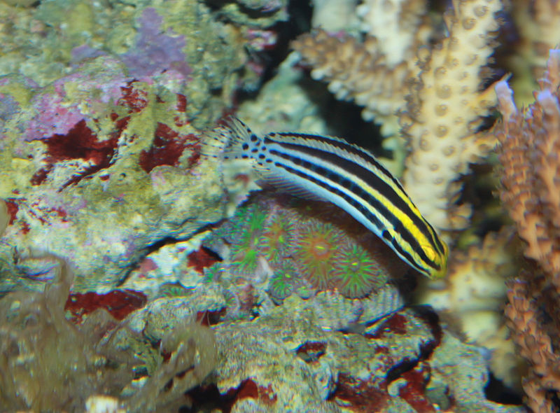 fang blenny