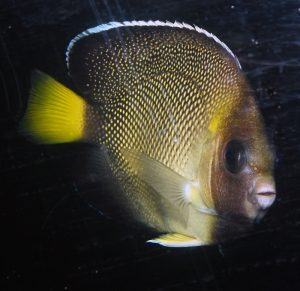 Cream Angelfish