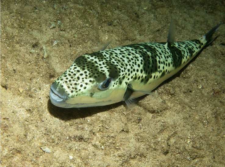 pufferfish
