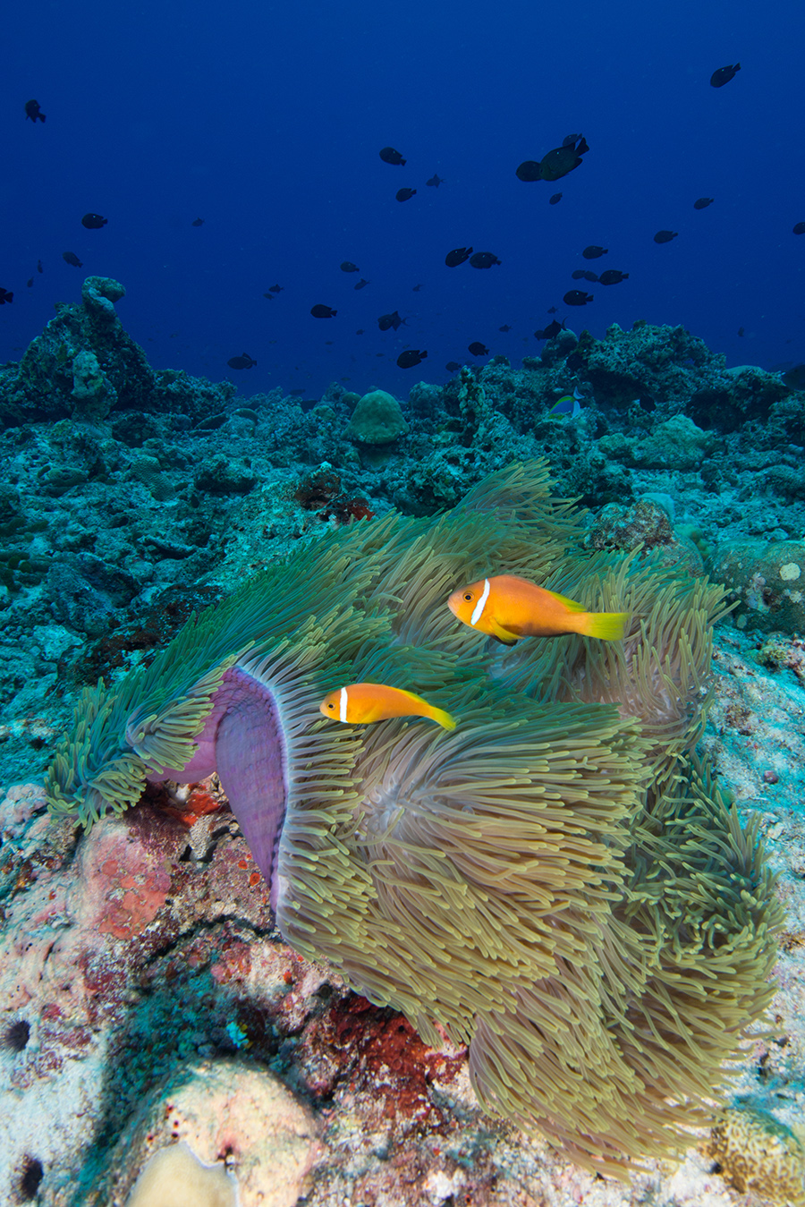 Amphiprion nigripes, clown