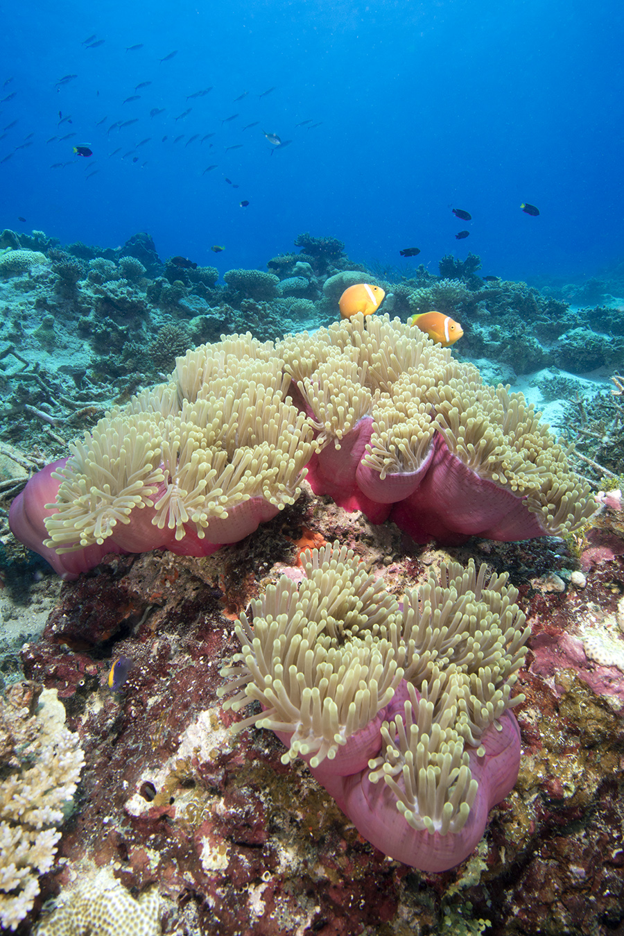 Amphiprion nigripes, clown