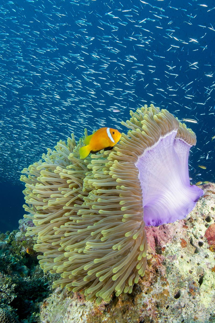 Amphiprion nigripes, clown