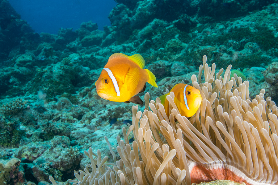 Amphiprion nigripes, clown