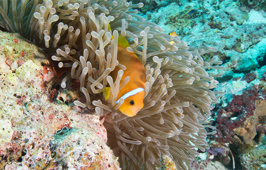 Amphiprion nigripes, clown