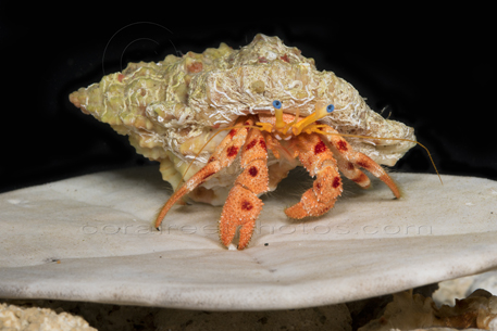 Red-Spotted Hermit Crab