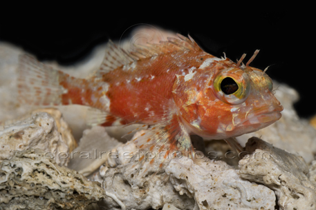 Deep-Sea Scorpionfish, Scorpaena sp