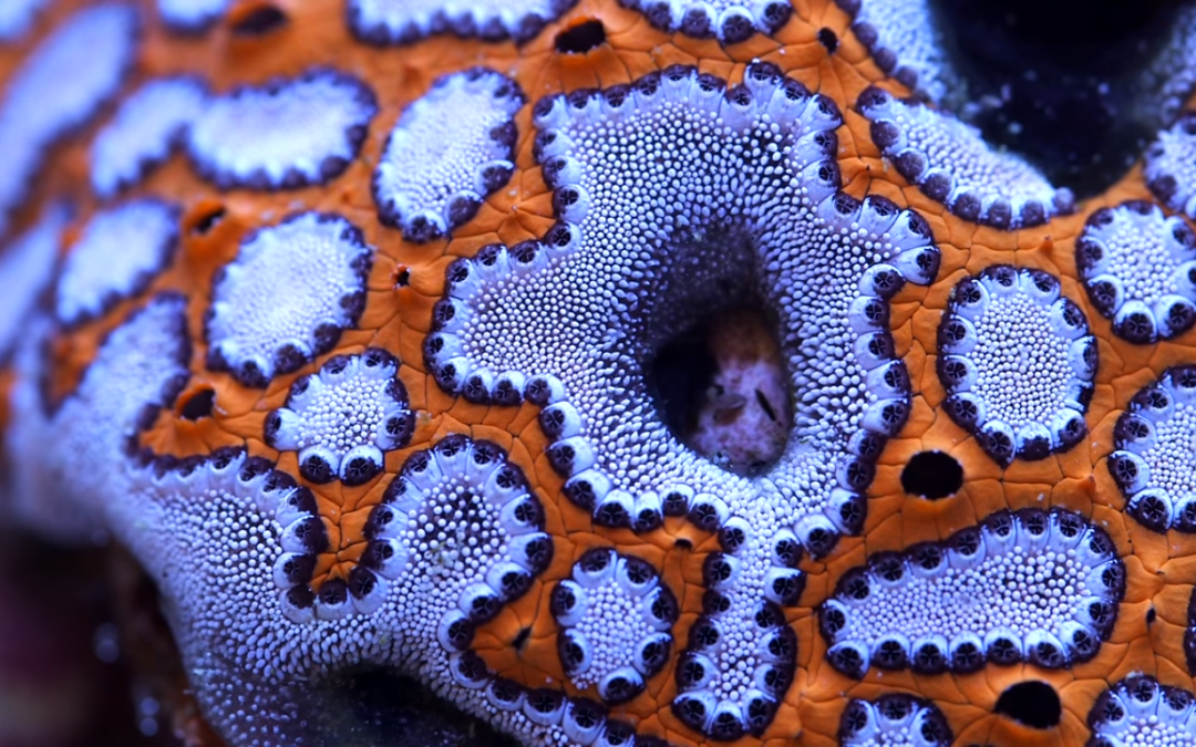 Incredibly Beautiful Tunicates in the Reef Aquarium