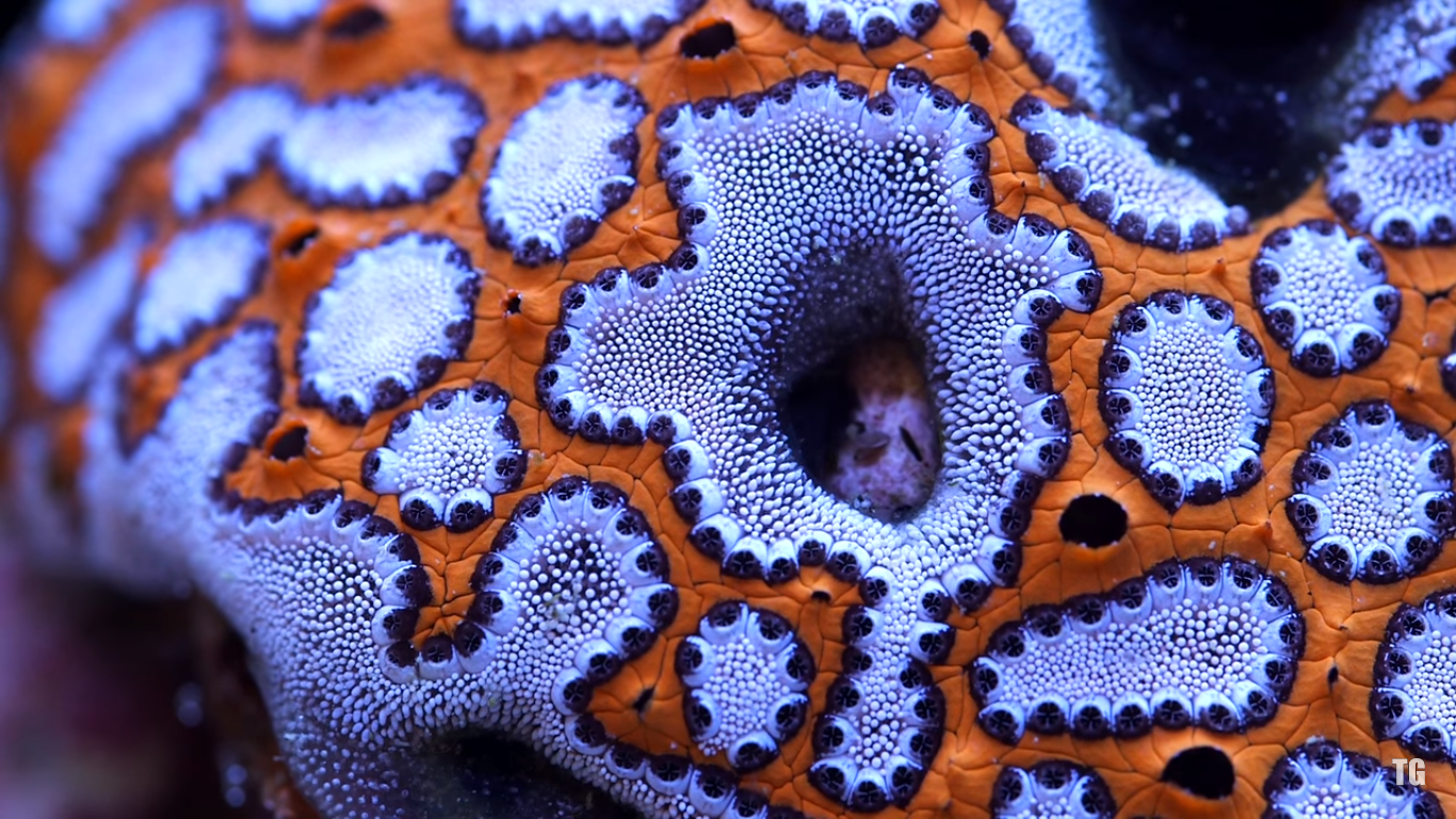 Incredibly Beautiful Tunicates in the Reef Aquarium