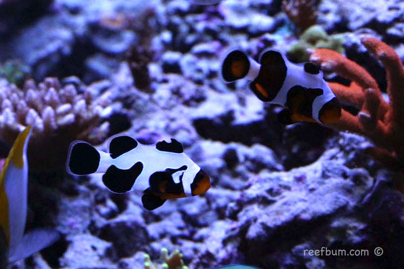 Focus on Fish – MochaVinci Clownfish