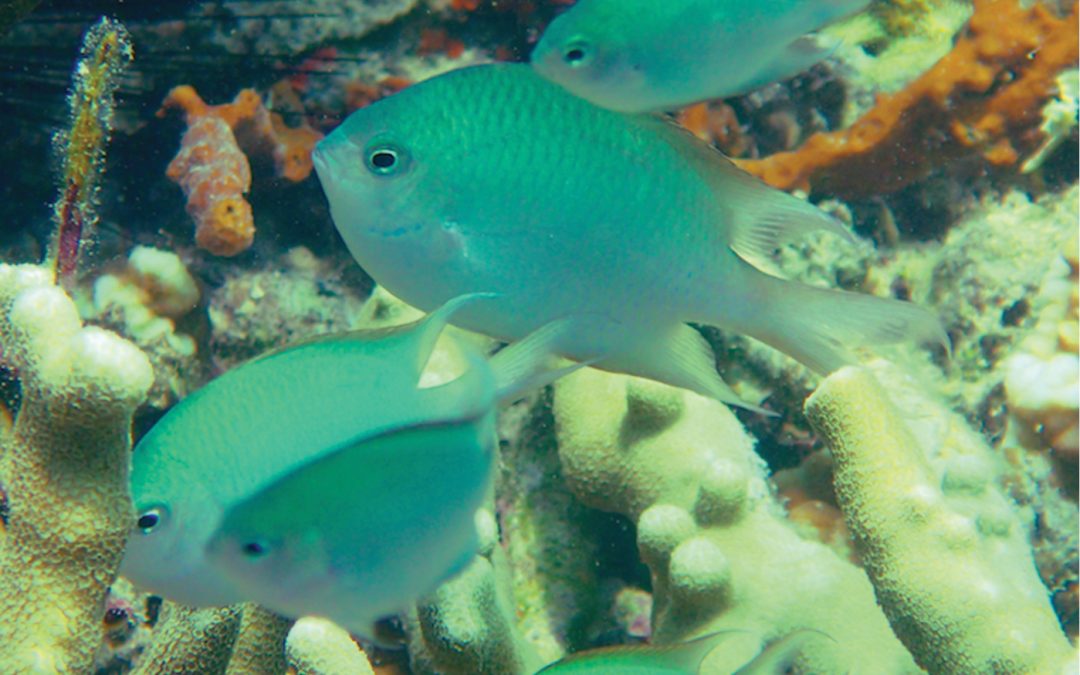 Altrichthys alelia, A Fascinating New Microendemic Brooding Damselfish