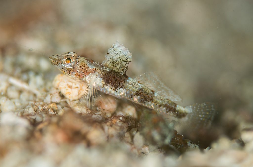 Psammogobius pisinnus, the Newly Described Sandslope Goby