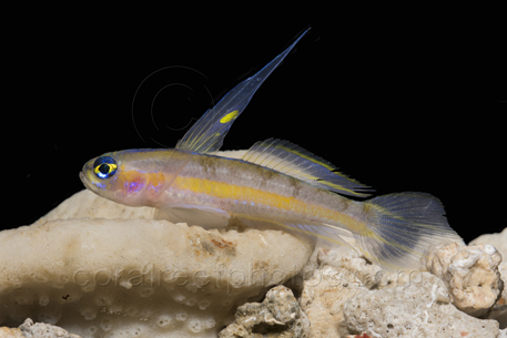 saber goby