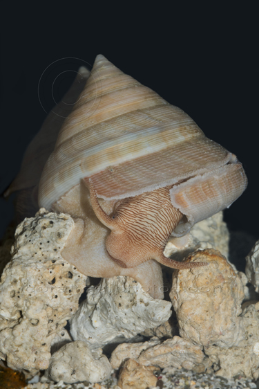 Pleurotomariidae, Slit-Shells