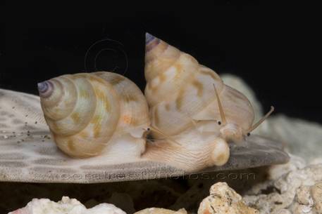 RARE, Deep-Sea Snails found in Sponge