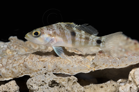 Centropristis fuscula, TwoSpot Sea Bass, Deep Sea Bass