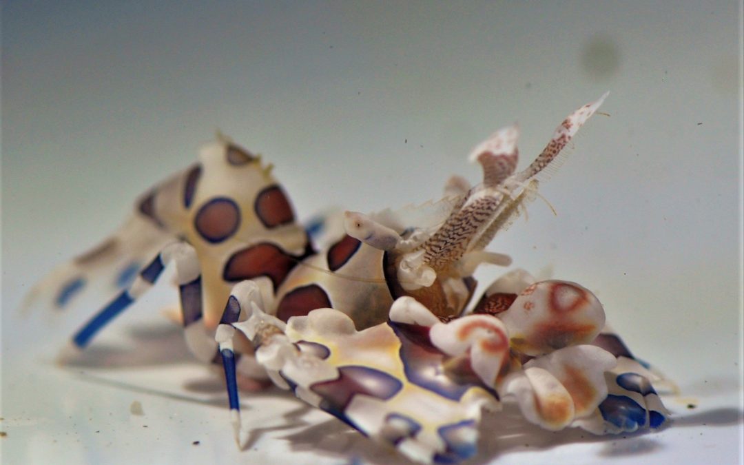 Invert Alley: Harlequin Shrimp (Hymenocera picta)