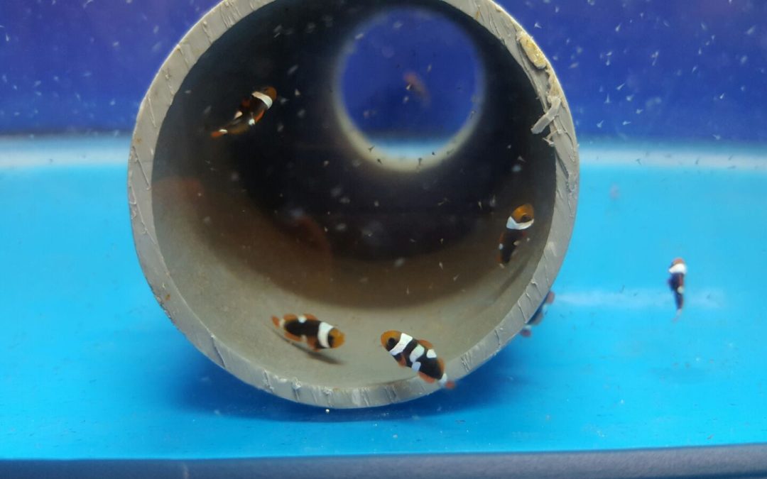 Amphiprion frenatus reproduction at Jesolo Sea Life (ITA)