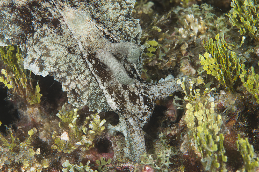 Halimedia algae sea hare