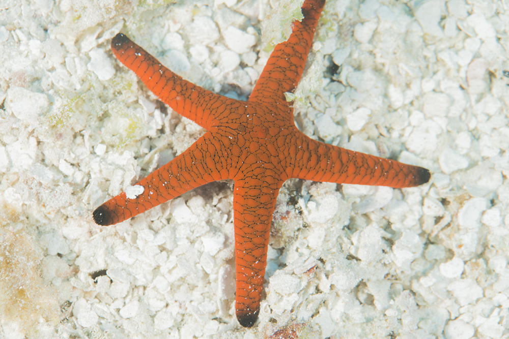 Halimedia algae sea star