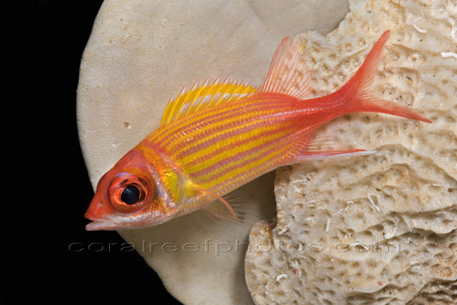 Monday Archives: Squirrelfish sp. Holocentridae