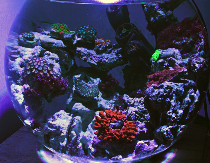 Felicia S Unicorn Reef Bowl