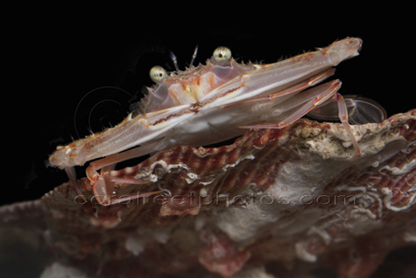 Deep-Sea Crab
