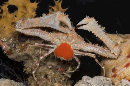 Deep Sea Crab found by Smithsonian Scientists