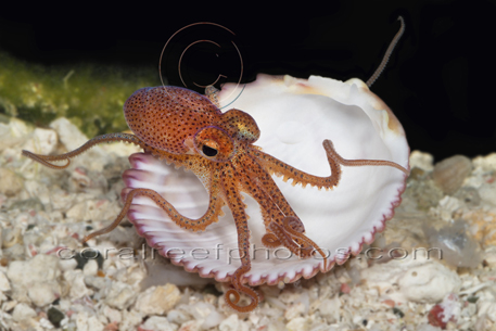 Deep-Sea Octopus