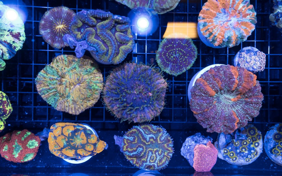 Reefapalooza 2017 New York: Goodies