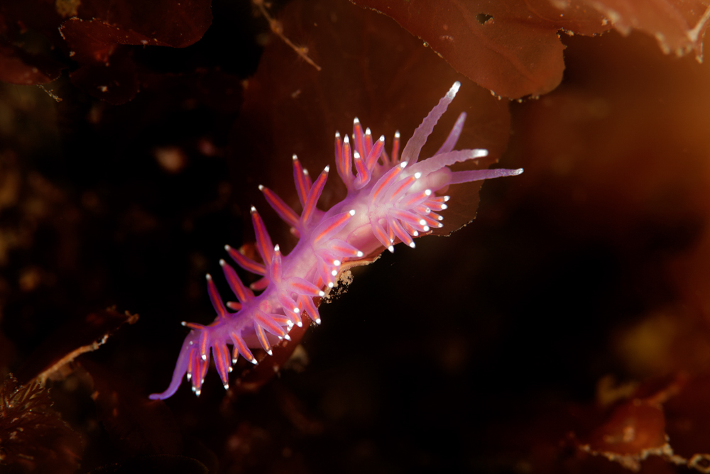 flabellina pedata nudibranch