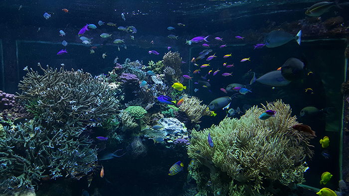 A Look at the 8,000-gallon Indo-Pacific Reef Tank at Omaha’s Henry Doorly Zoo and Aquarium