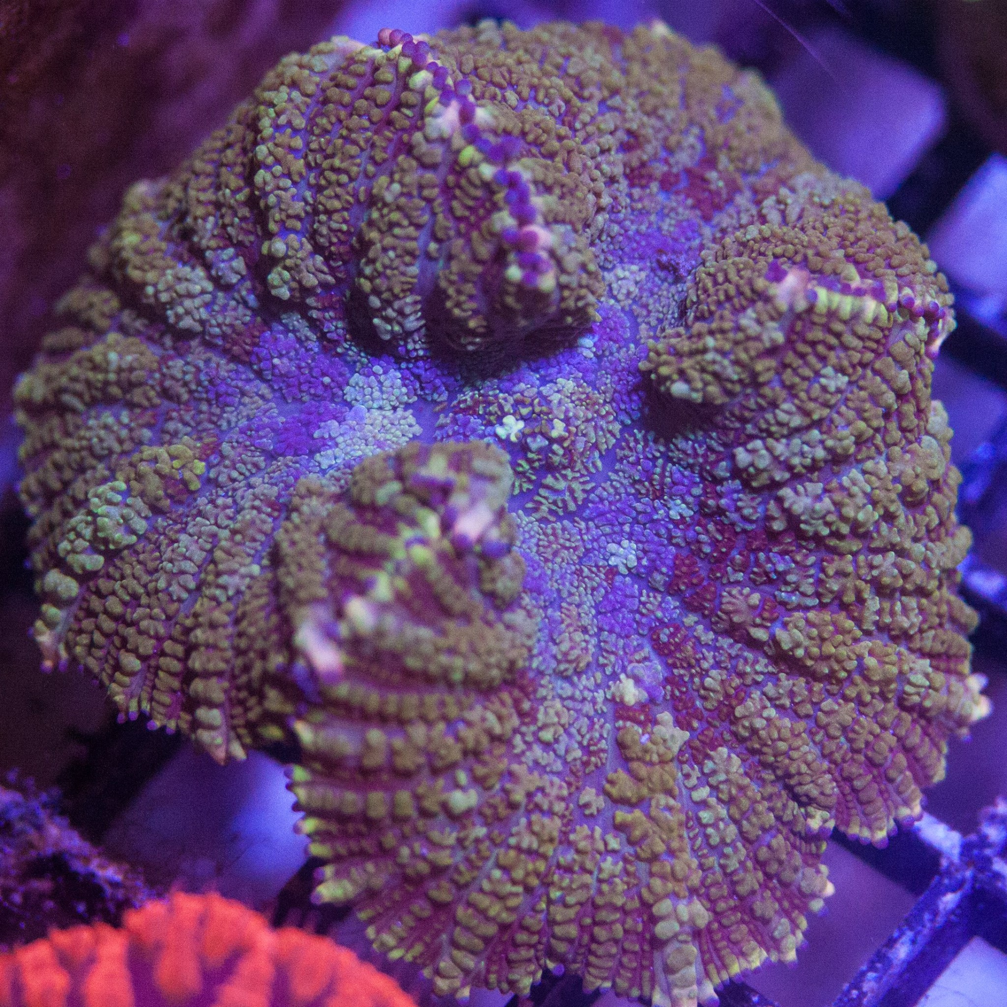 Coral bear. Родаксис коралл. Родактис зеленый коралл. Родактис "бычий глаз оранжевый". Родактис волосатик.
