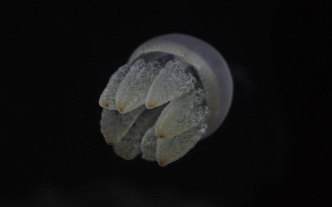 Invert Alley: Blue Blubber Jellies (Catostylus mosaicus)