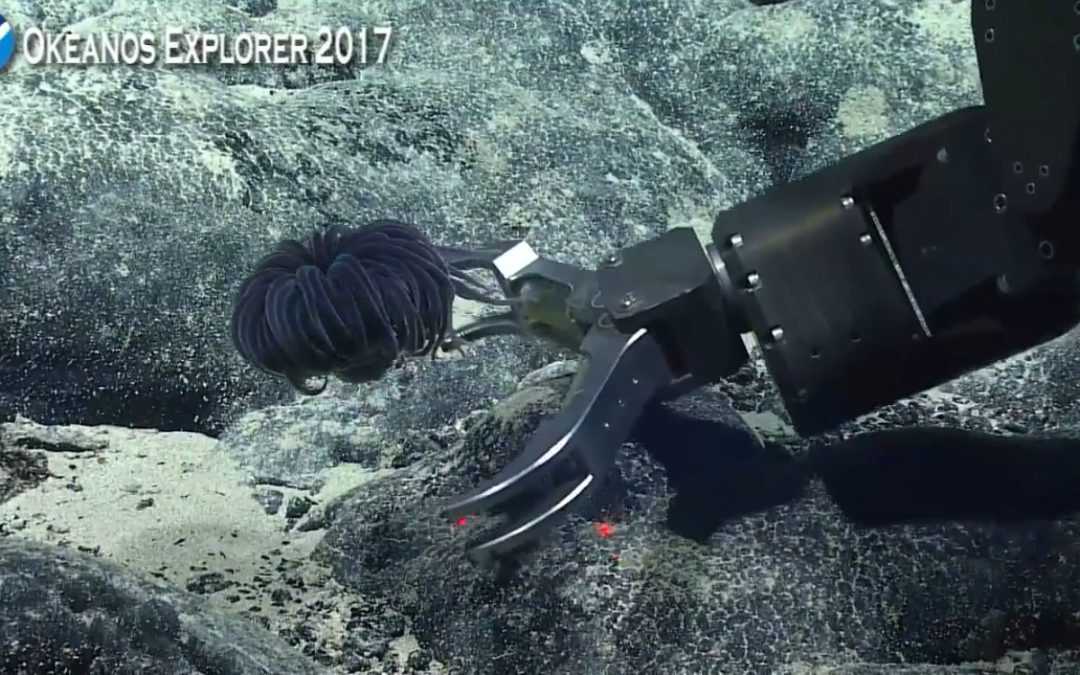 Remarkable New SWIMMING Tube Anemone Discovered In Dramatic Fashion