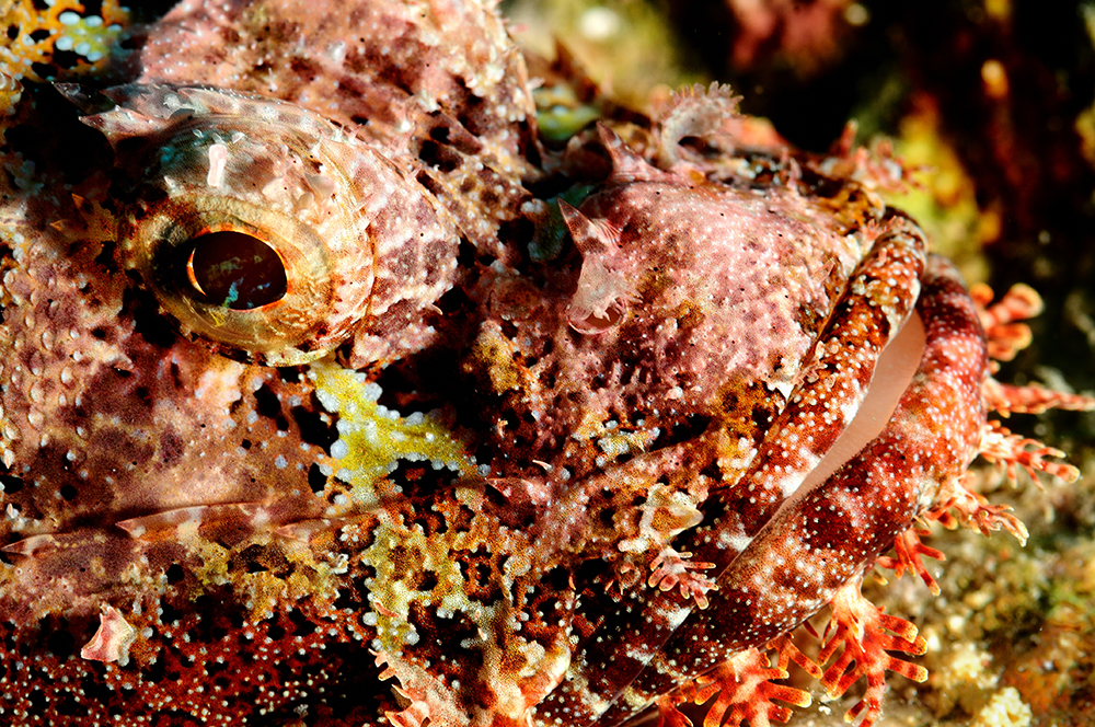 scorpionfish