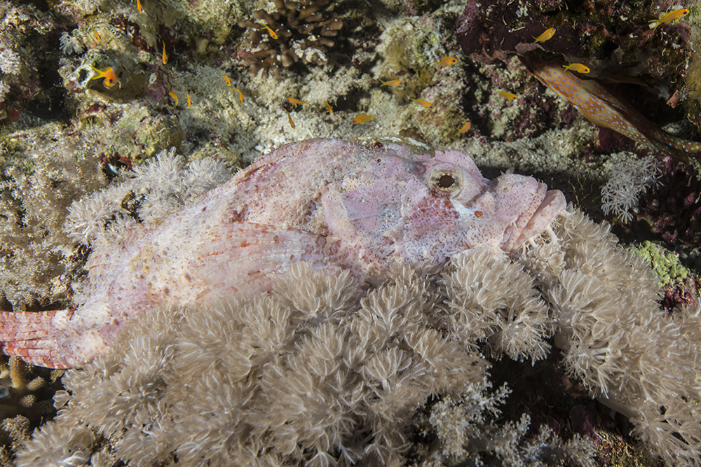 scorpionfish