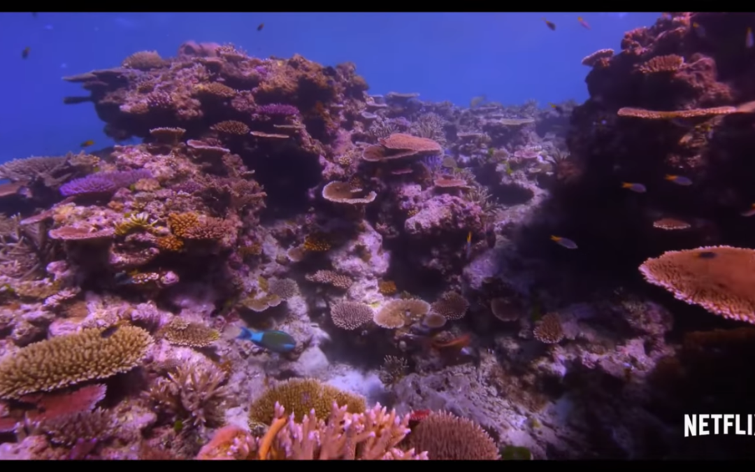 Tidal Gardens’ Movie Review: Chasing Coral