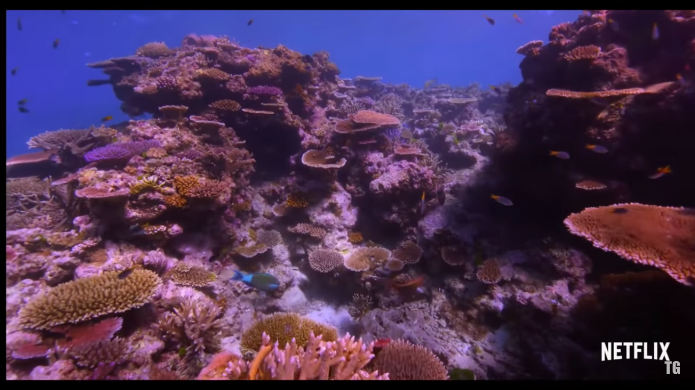 Tidal Gardens’ Movie Review: Chasing Coral