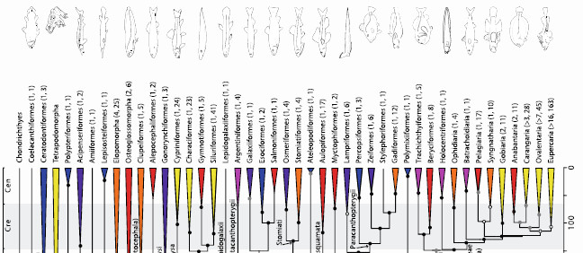 Fish, reconsidered: An updated 'Tree of Life' draws surprising connections