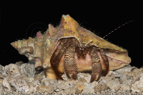 hermit crab queen conch