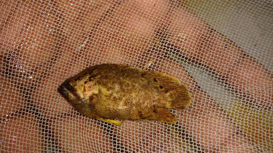 Lobotes surinamensis – Discover Fishes