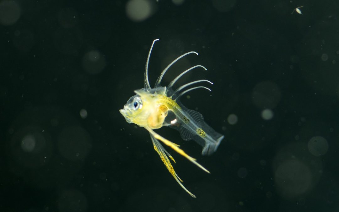 This might be the world’s coolest fish larva