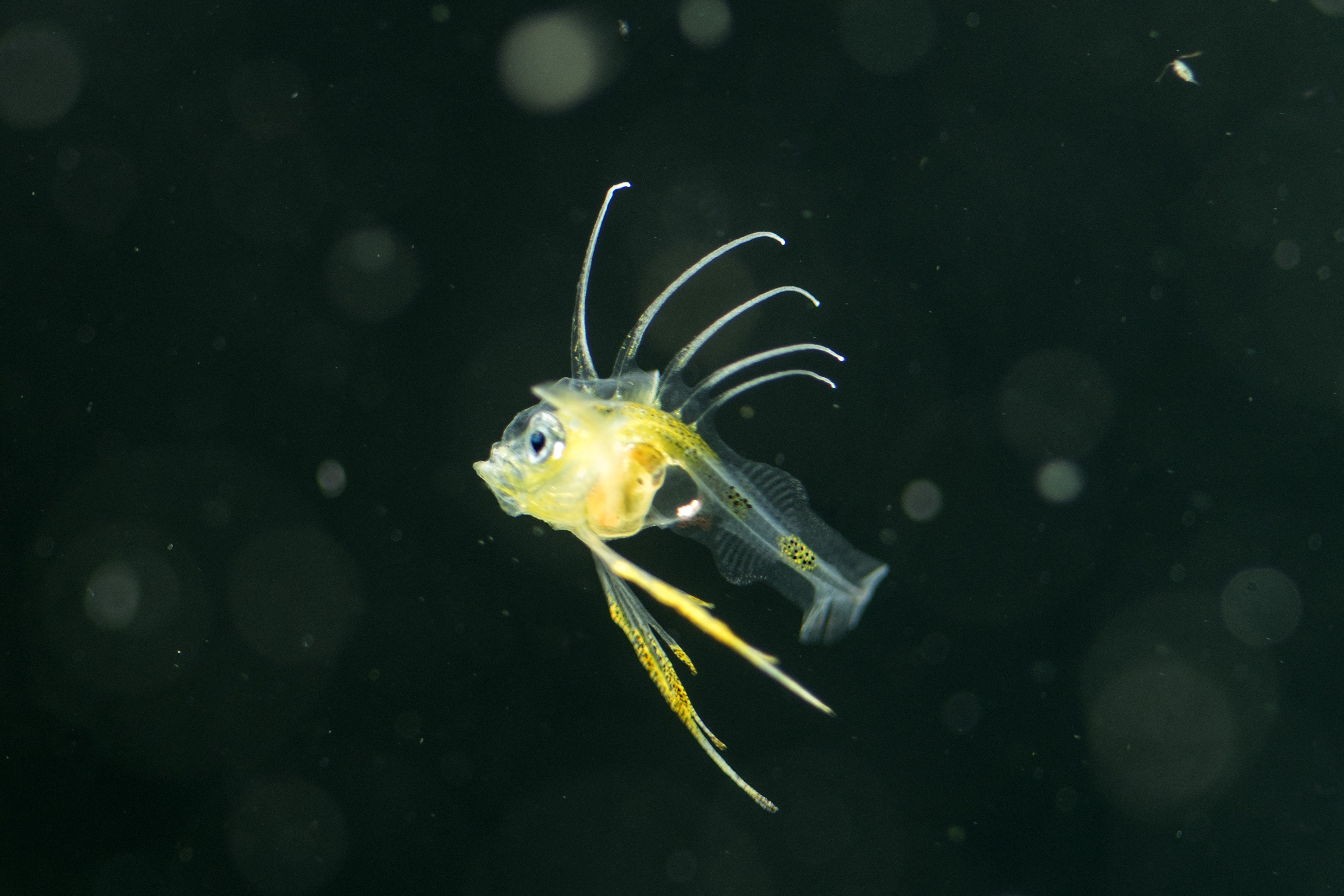 Зоопланктон рачки. Моллюски зоопланктон. Calanus finmarchicus. Рыбы питающиеся зоопланктоном.