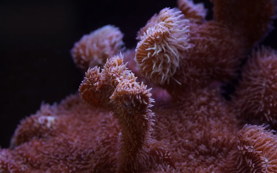 Pavona: The Perfect Beginner SPS Coral (Overview and Care Tips)