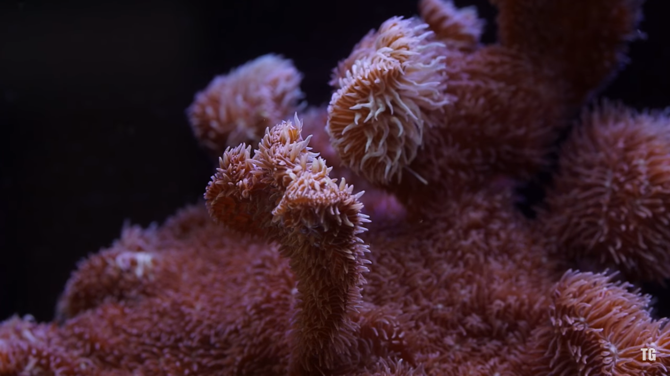 Pavona: The Perfect Beginner SPS Coral (Overview and Care Tips)