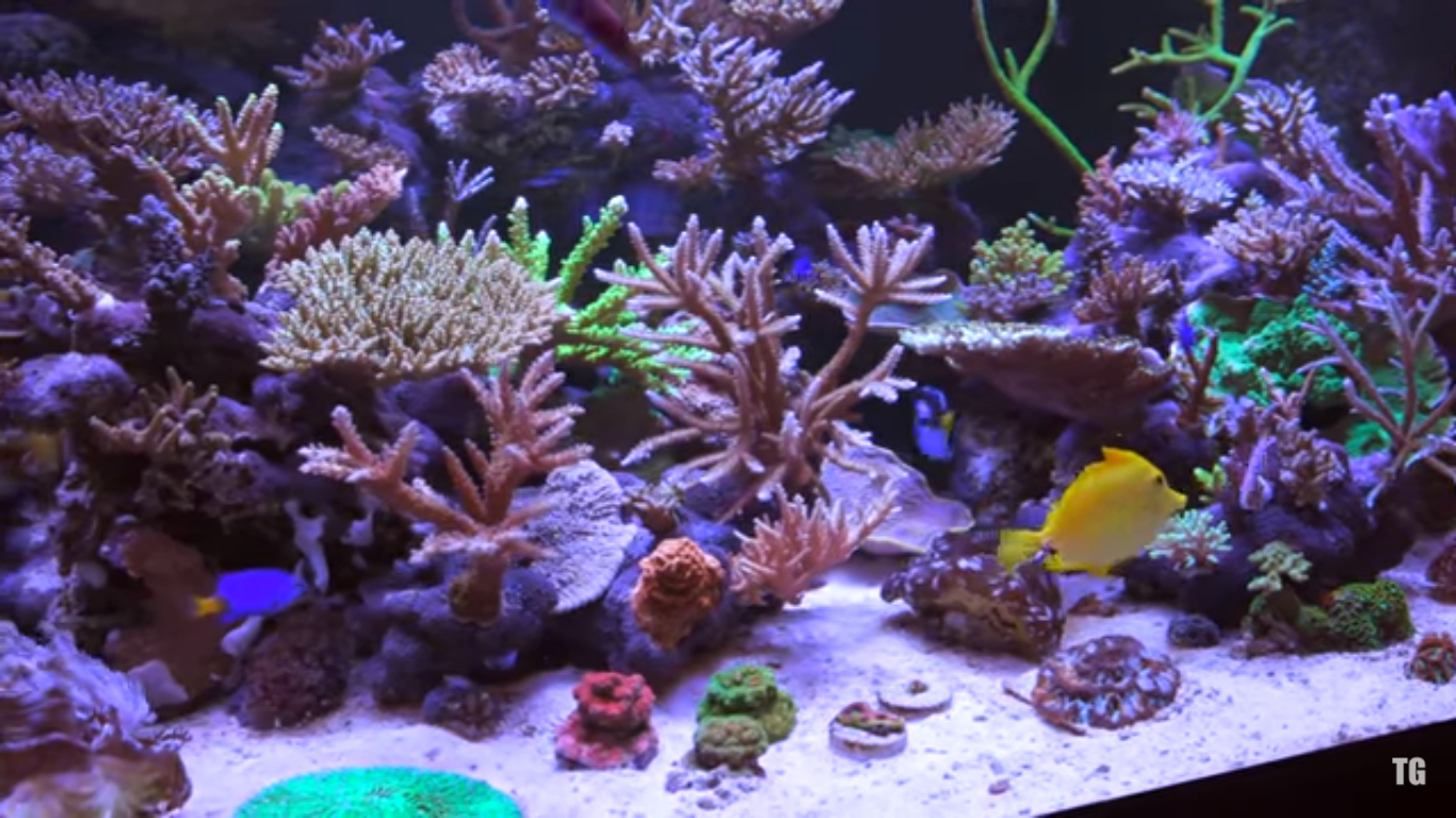 reef tank