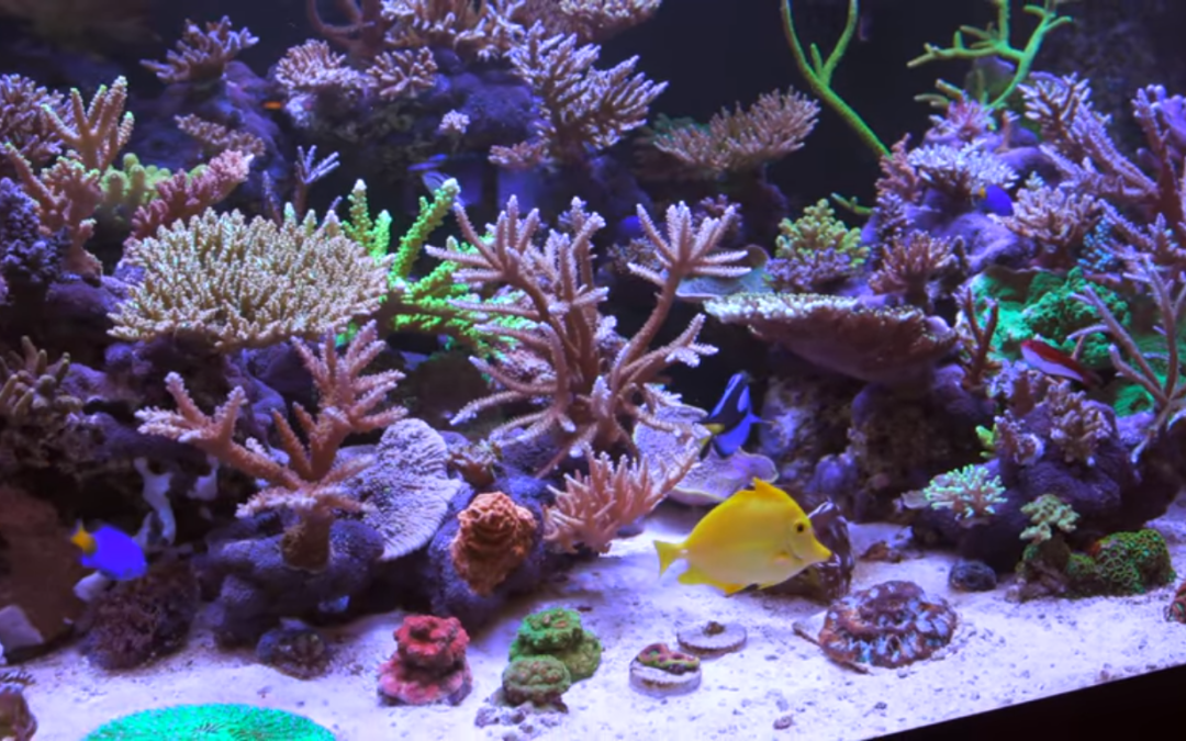 Rico’s Reef Show Reel